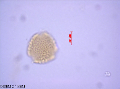 ISEM 2/Eriosema_cajanoides_22615/Eriosema_cajanoides_22615_0001(copy)_thumb.jpg